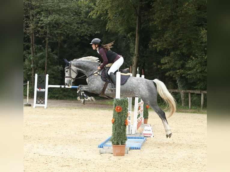 Cheval de sport allemand Jument 5 Ans 165 cm Gris pommelé in Schlins