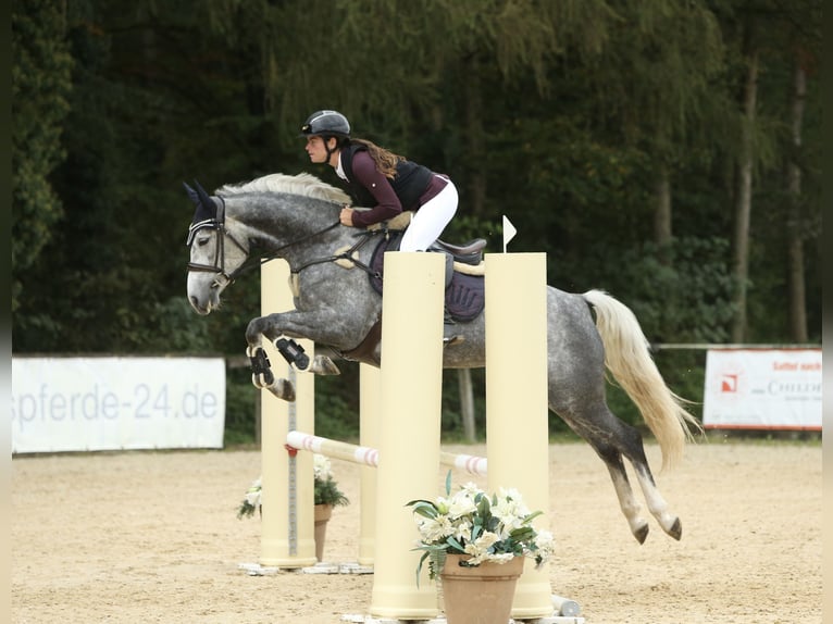 Cheval de sport allemand Jument 5 Ans 165 cm Gris pommelé in Schlins