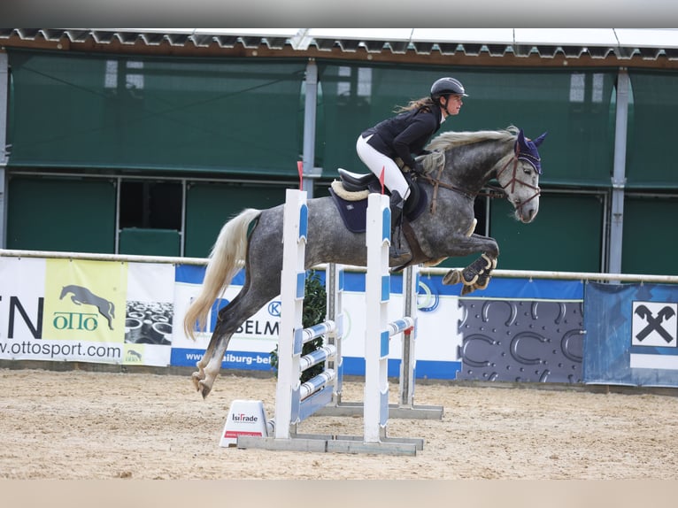 Cheval de sport allemand Jument 5 Ans 165 cm Gris pommelé in Schlins