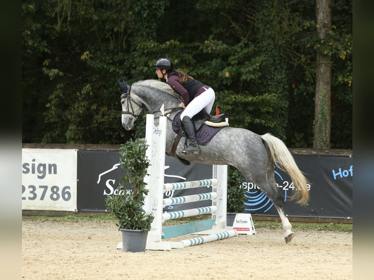 Cheval de sport allemand Jument 5 Ans 165 cm Gris pommelé in Schlins