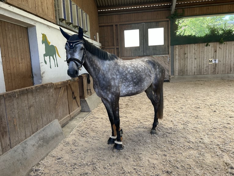 Cheval de sport allemand Jument 5 Ans 165 cm Gris pommelé in Runding