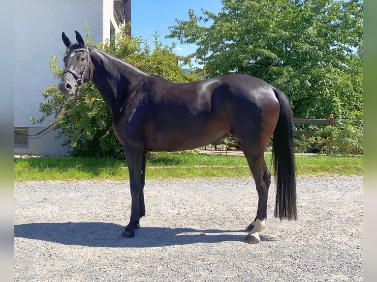 Cheval de sport allemand Jument 5 Ans 165 cm Noir in Neustadt in Sachsen