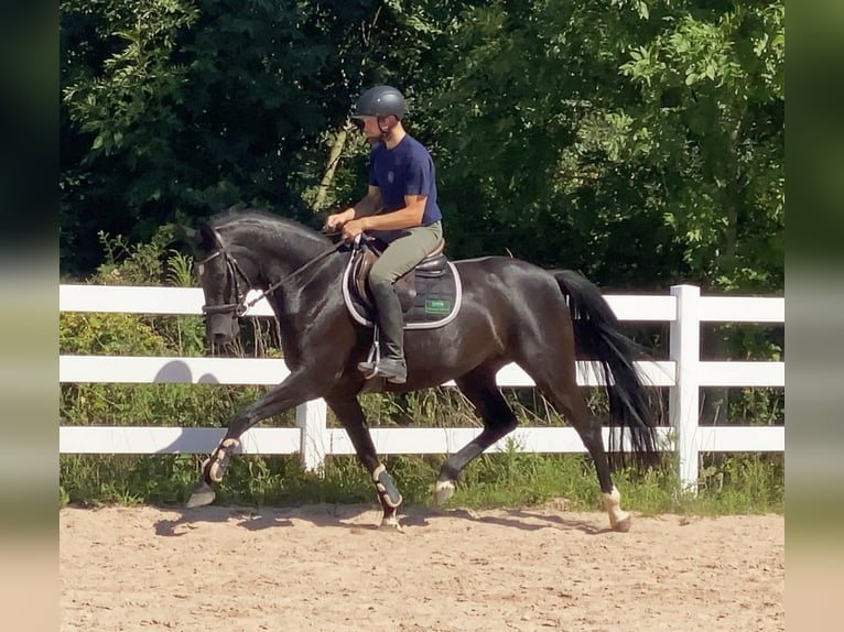 Cheval de sport allemand Jument 5 Ans 165 cm Noir in Neustadt in Sachsen