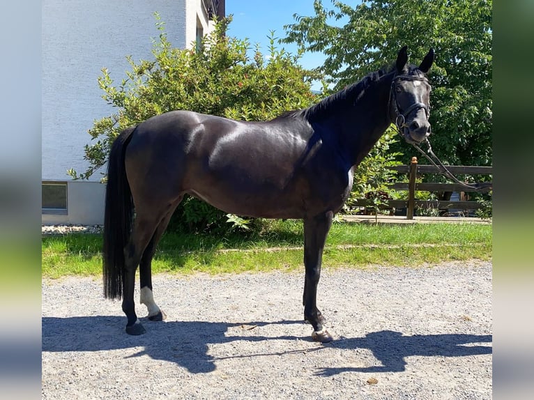 Cheval de sport allemand Jument 5 Ans 165 cm Noir in Neustadt in Sachsen