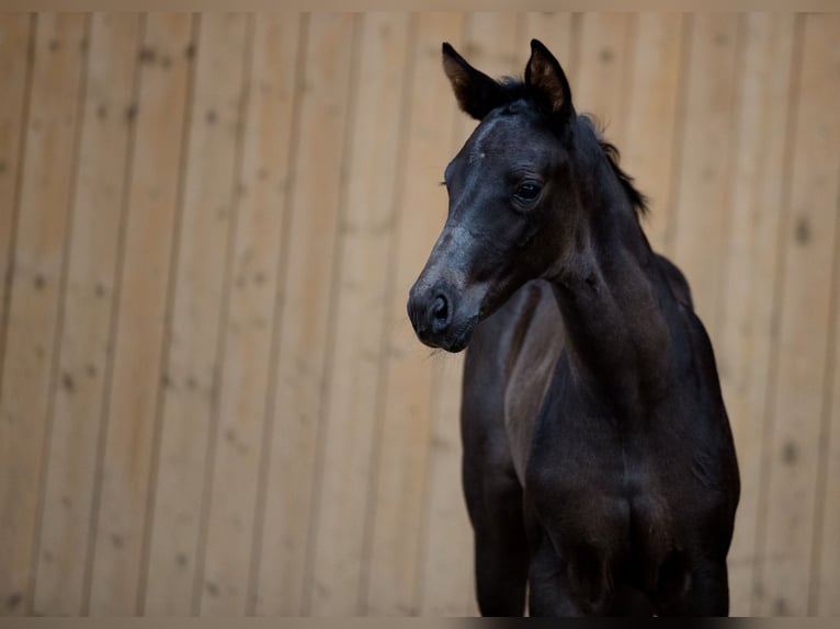 Cheval de sport allemand Jument 5 Ans 165 cm Noir in Dätgen