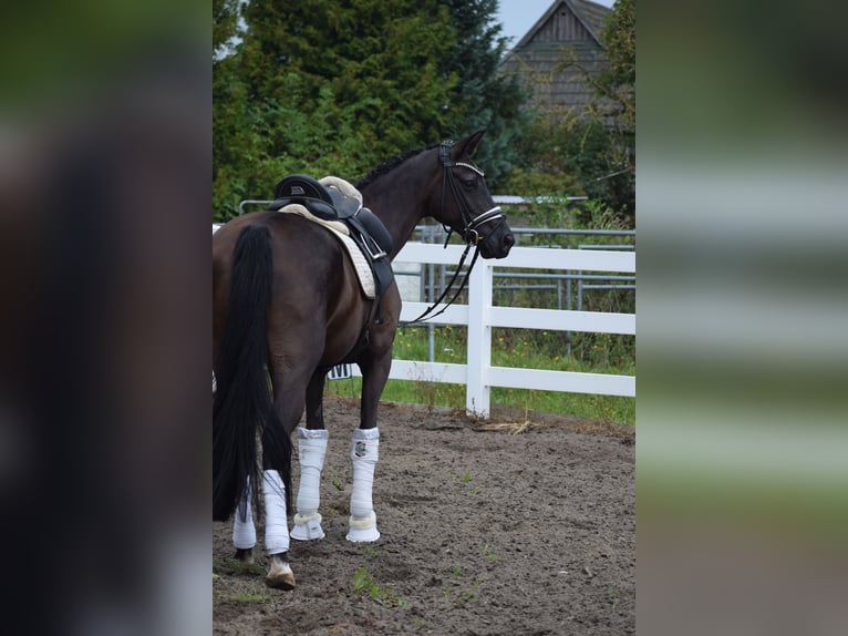 Cheval de sport allemand Jument 5 Ans 165 cm Noir in Dätgen