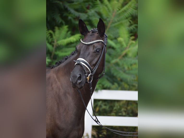 Cheval de sport allemand Jument 5 Ans 165 cm Noir in Dätgen