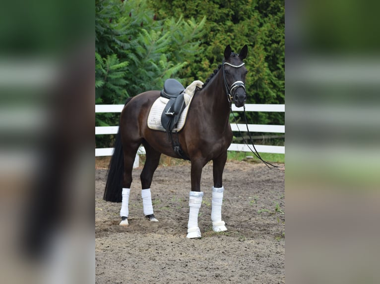 Cheval de sport allemand Jument 5 Ans 165 cm Noir in Dätgen