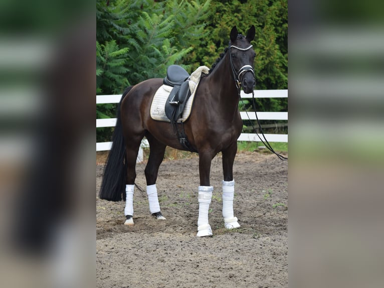 Cheval de sport allemand Jument 5 Ans 165 cm Noir in Dätgen