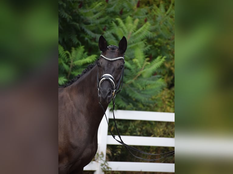 Cheval de sport allemand Jument 5 Ans 165 cm Noir in Dätgen