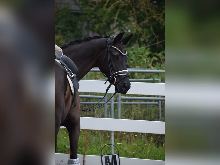 Cheval de sport allemand Jument 5 Ans 165 cm Noir in Dätgen