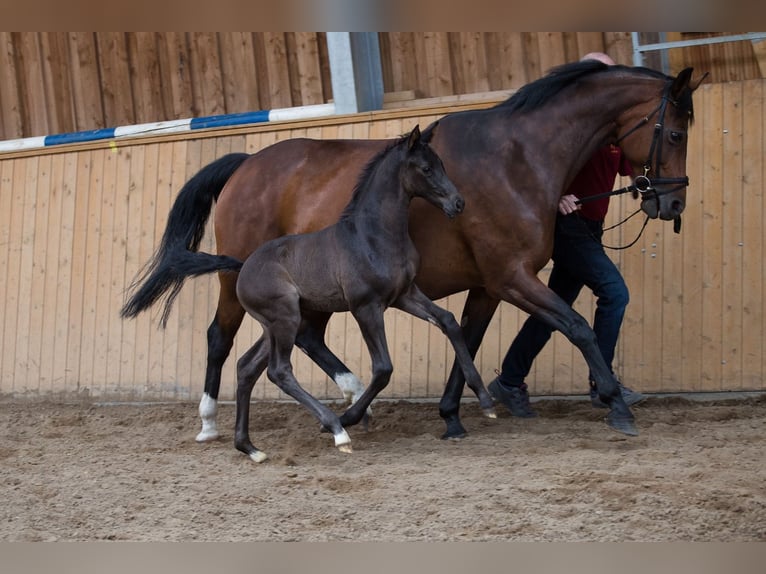 Cheval de sport allemand Jument 5 Ans 165 cm Noir in Dätgen