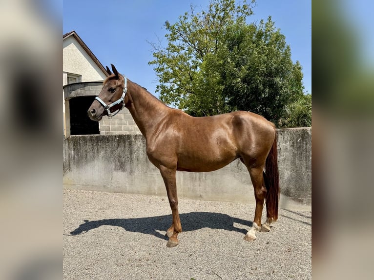 Cheval de sport allemand Jument 5 Ans 166 cm Alezan brûlé in Ravensburg