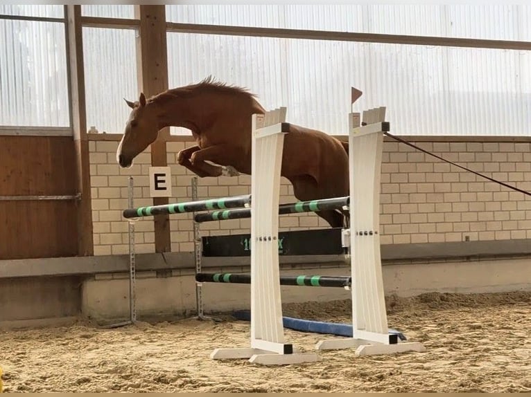 Cheval de sport allemand Jument 5 Ans 166 cm Alezan in Dettingen