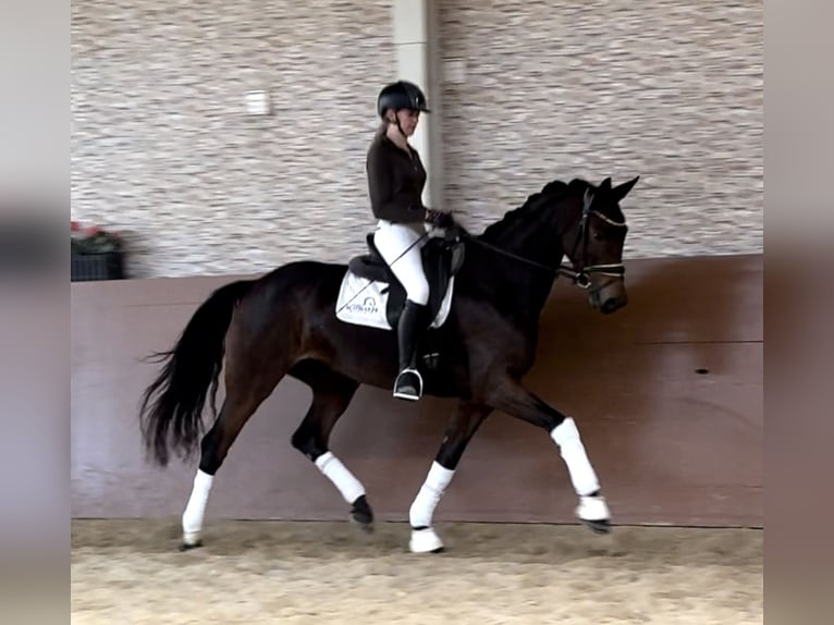 Cheval de sport allemand Jument 5 Ans 166 cm Bai brun in Wehringen