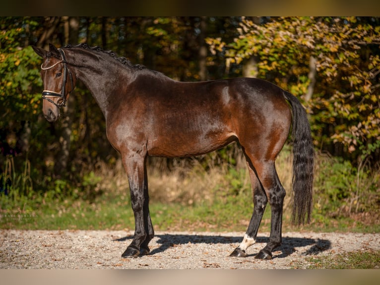 Cheval de sport allemand Jument 5 Ans 166 cm Bai brun in Wehringen