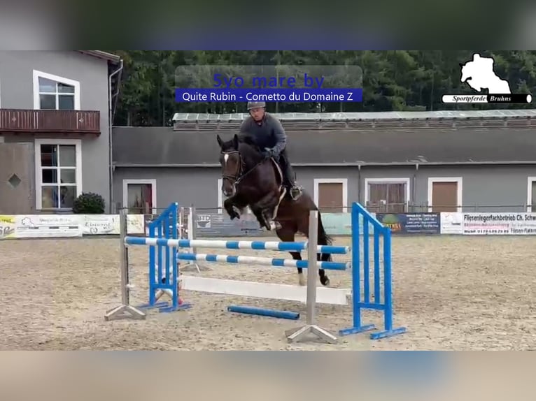 Cheval de sport allemand Jument 5 Ans 166 cm Bai brun in Gadow
