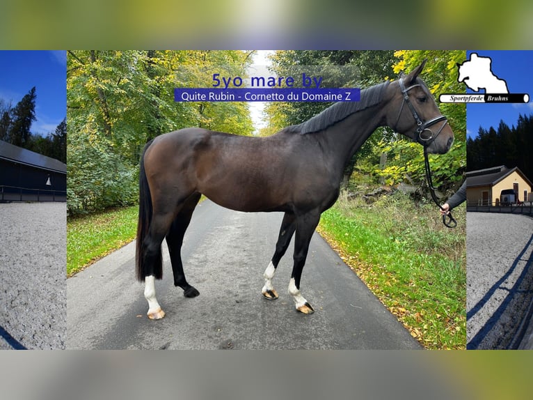 Cheval de sport allemand Jument 5 Ans 166 cm Bai brun in Gadow