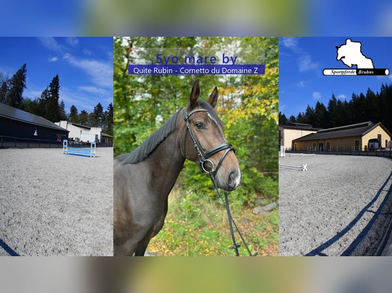 Cheval de sport allemand Jument 5 Ans 166 cm Bai brun in Gadow