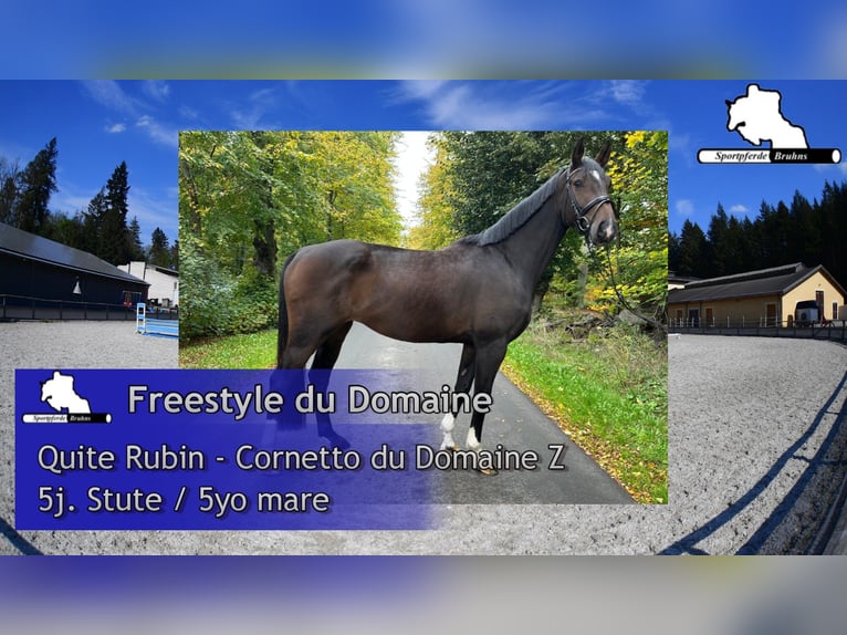 Cheval de sport allemand Jument 5 Ans 166 cm Bai brun in Gadow