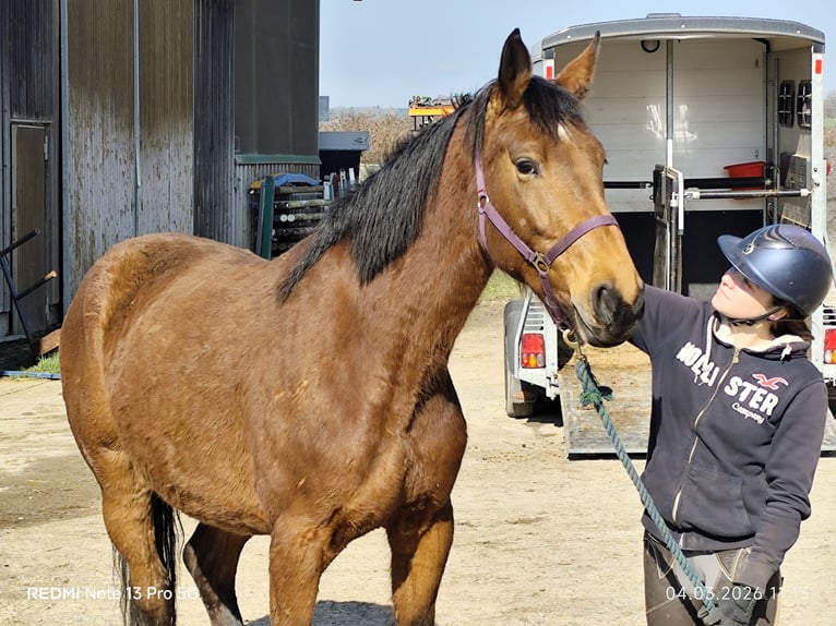 Cheval de sport allemand Jument 5 Ans 166 cm Bai in Buchen (Odenwald)
