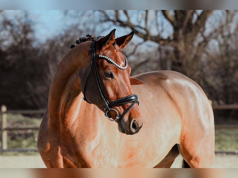 Cheval de sport allemand Jument 5 Ans 166 cm Bai in Riedstadt