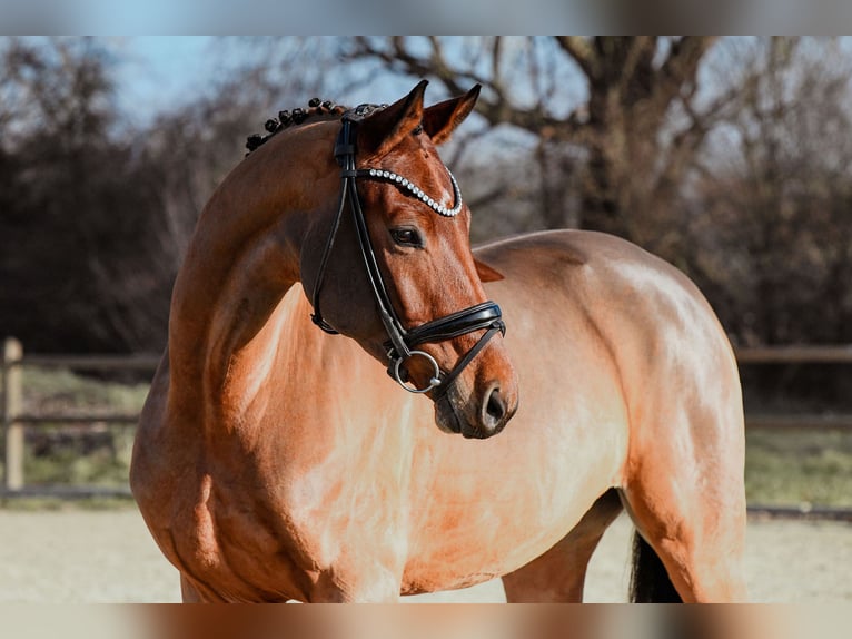 Cheval de sport allemand Jument 5 Ans 166 cm Bai in Riedstadt