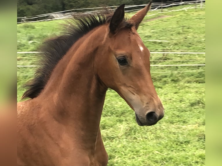 Cheval de sport allemand Jument 5 Ans 166 cm Bai in Erharting