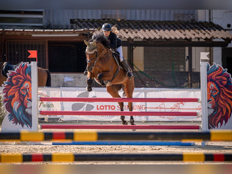 Cheval de sport allemand Jument 5 Ans 166 cm Bai in Montabaur