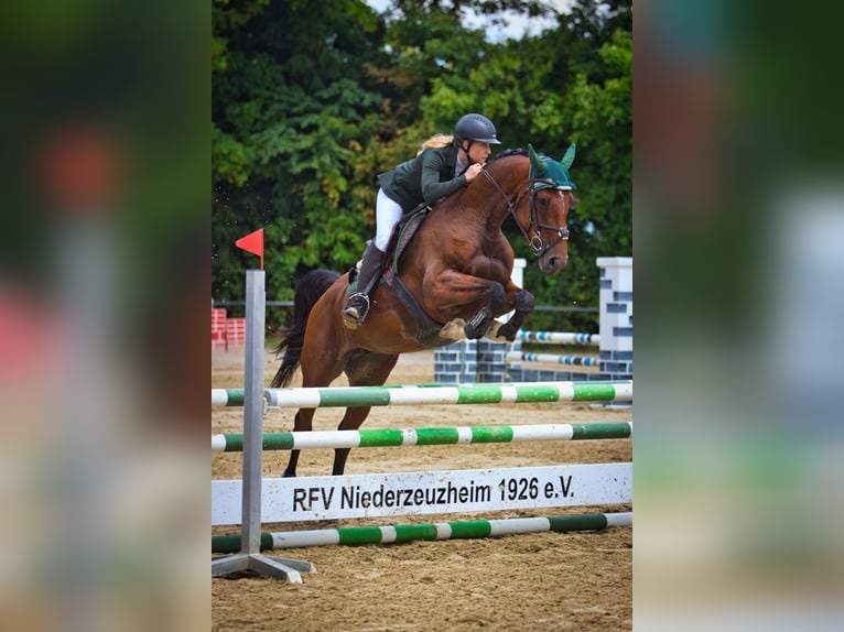 Cheval de sport allemand Jument 5 Ans 166 cm Bai in Montabaur