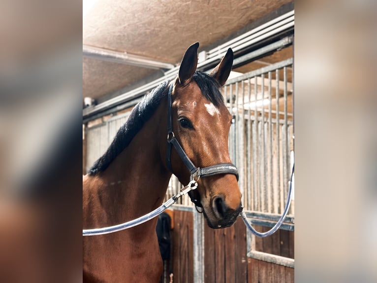 Cheval de sport allemand Jument 5 Ans 166 cm Bai in Ennigerloh