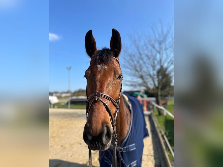 Cheval de sport allemand Jument 5 Ans 166 cm Bai in Ennigerloh