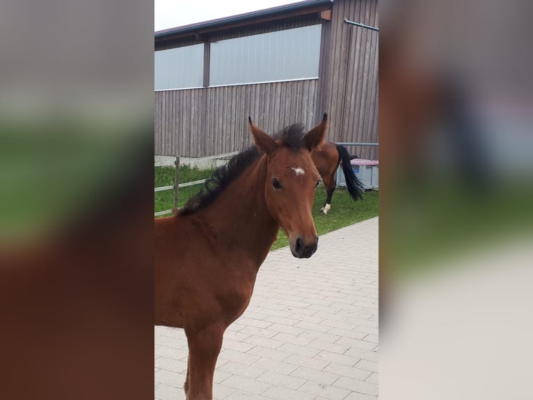Cheval de sport allemand Jument 5 Ans 166 cm Bai in Ennigerloh