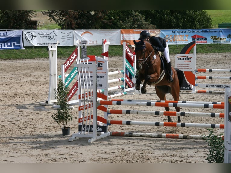 Cheval de sport allemand Jument 5 Ans 166 cm Bai in Ennigerloh