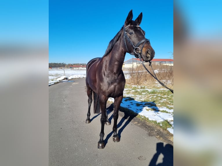 Cheval de sport allemand Jument 5 Ans 166 cm Noir in Trebbin