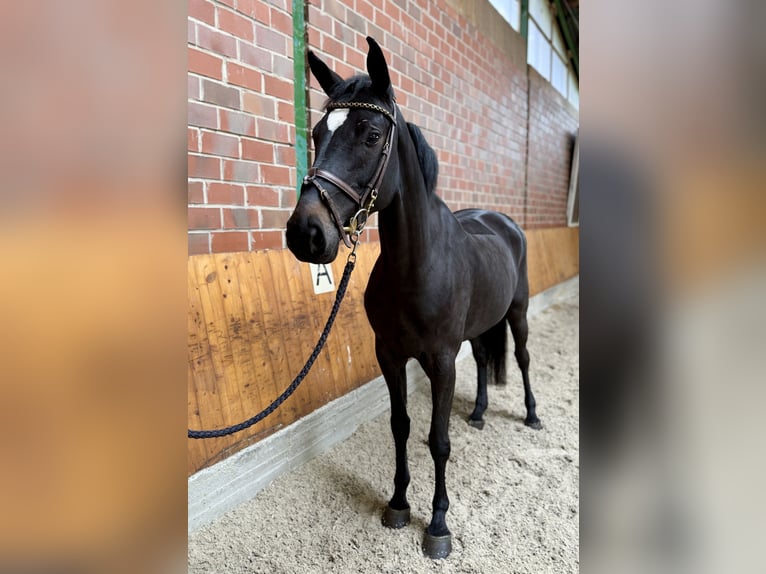 Cheval de sport allemand Jument 5 Ans 166 cm Noir in Horstmar