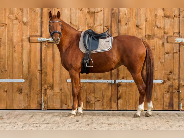 Cheval de sport allemand Jument 5 Ans 167 cm Alezan in Müncheberg