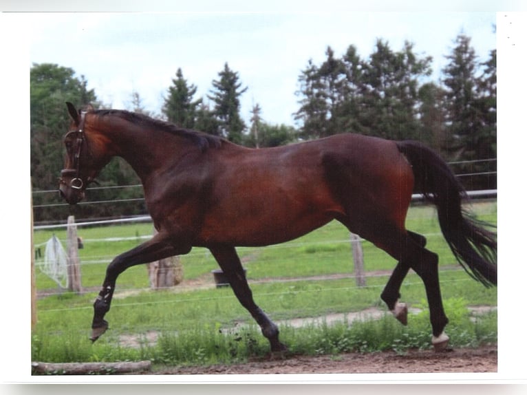 Cheval de sport allemand Jument 5 Ans 167 cm Bai brun in Marienfließ