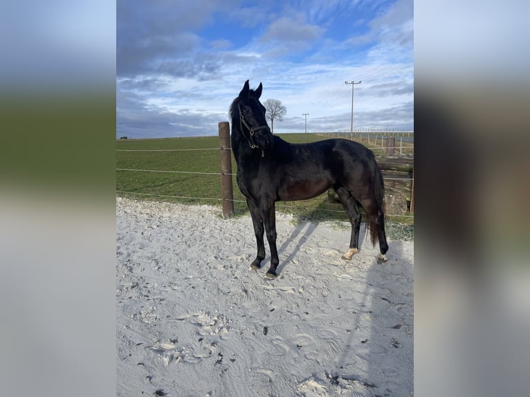 Cheval de sport allemand Jument 5 Ans 167 cm Bai brun foncé in Röslau