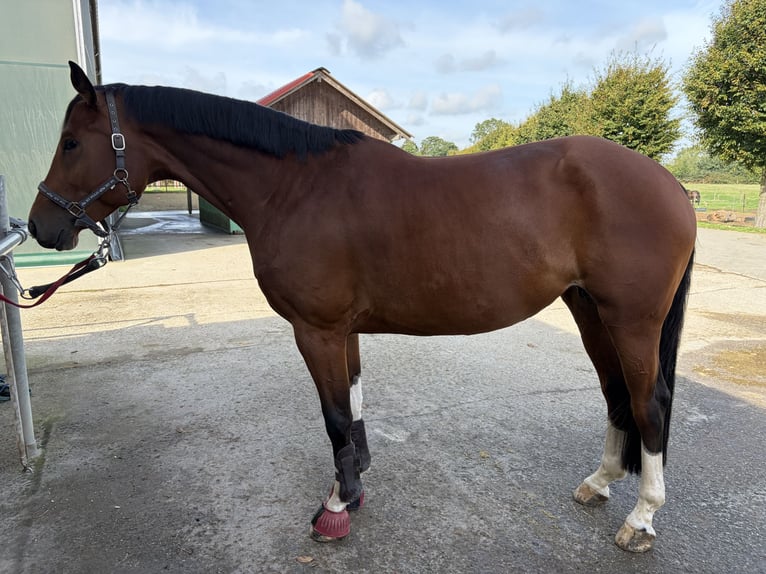 Cheval de sport allemand Jument 5 Ans 167 cm Bai in Borken