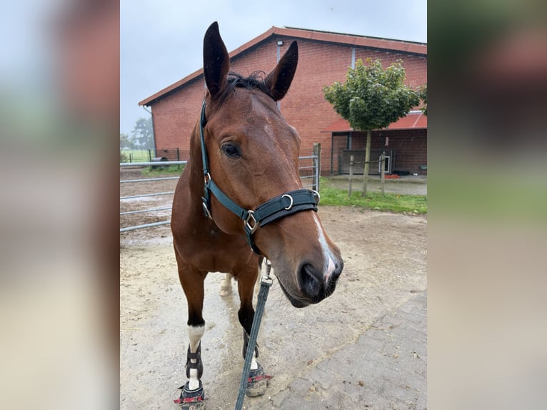 Cheval de sport allemand Jument 5 Ans 167 cm Bai in Borken