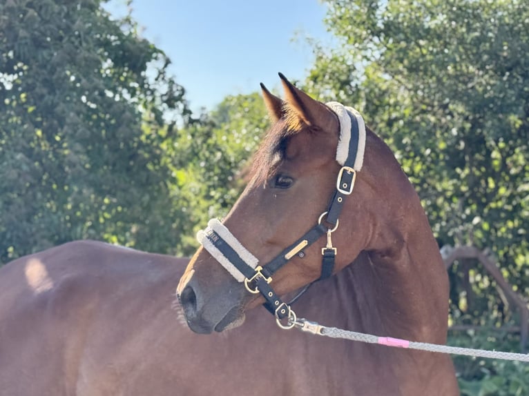 Cheval de sport allemand Jument 5 Ans 167 cm Bai in Grevenbroich