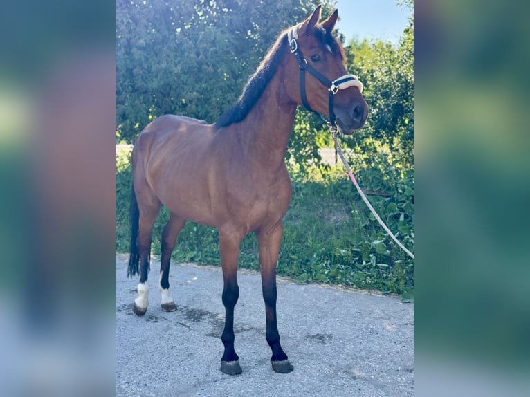 Cheval de sport allemand Jument 5 Ans 167 cm Bai in Grevenbroich