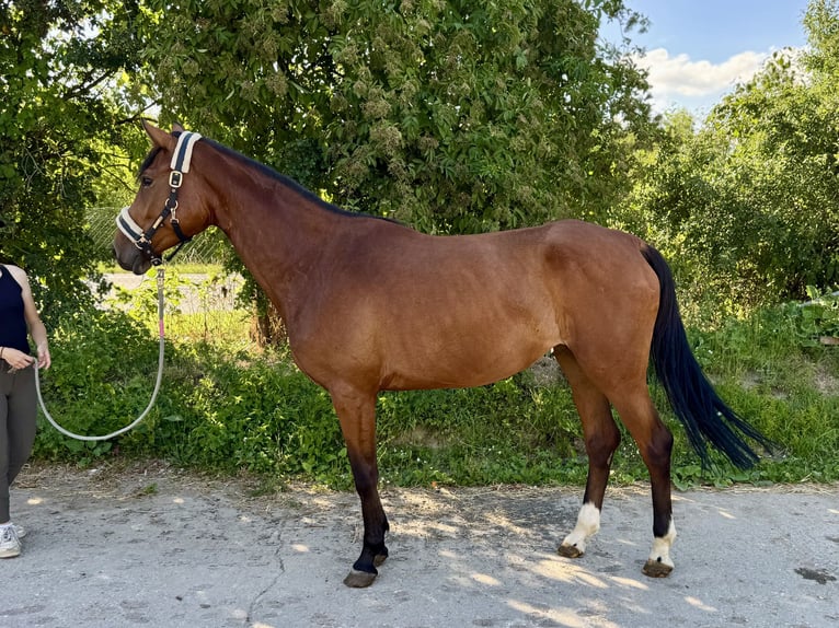 Cheval de sport allemand Jument 5 Ans 167 cm Bai in Grevenbroich