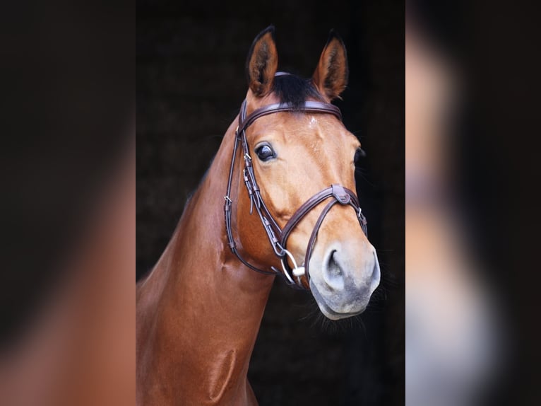 Cheval de sport allemand Jument 5 Ans 167 cm Bai in Landsberg