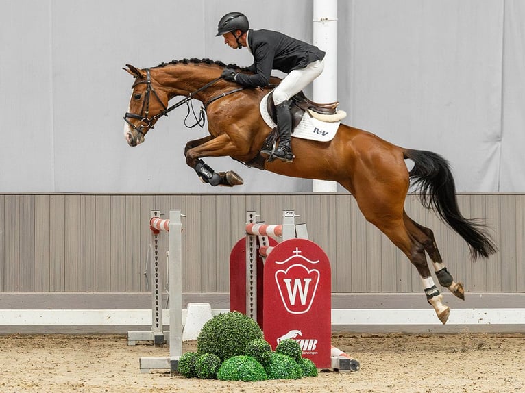 Cheval de sport allemand Jument 5 Ans 167 cm Bai in Münster-Handorf