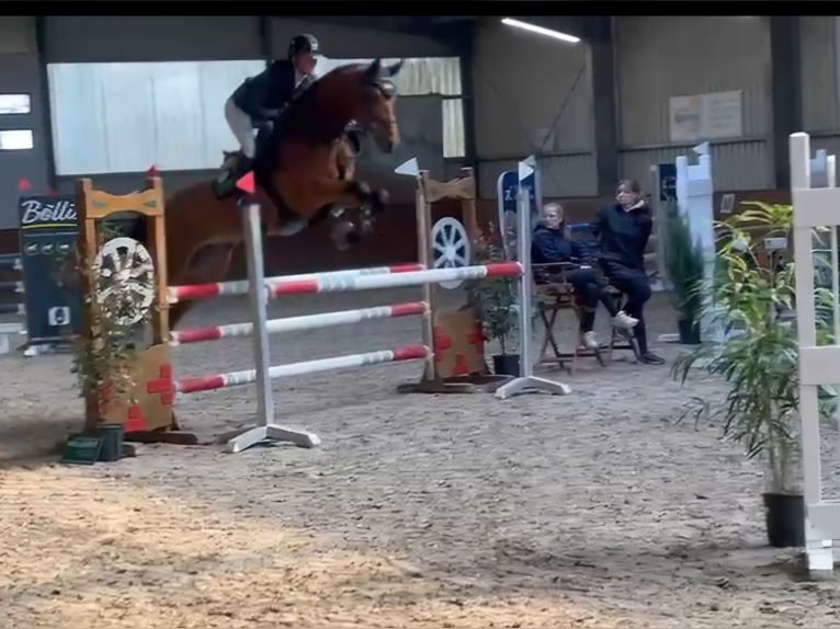 Cheval de sport allemand Jument 5 Ans 167 cm Bai clair in Schöppingen