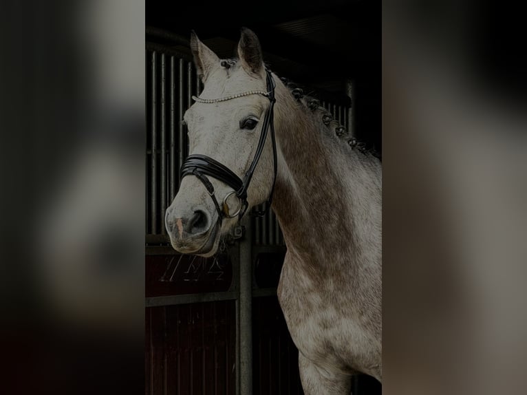 Cheval de sport allemand Jument 5 Ans 167 cm Gris pommelé in Schönwalde