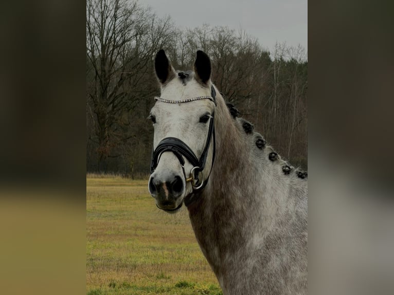 Cheval de sport allemand Jument 5 Ans 167 cm Gris pommelé in Schönwalde