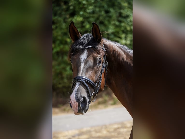 Cheval de sport allemand Jument 5 Ans 168 cm Alezan brûlé in Beckingen